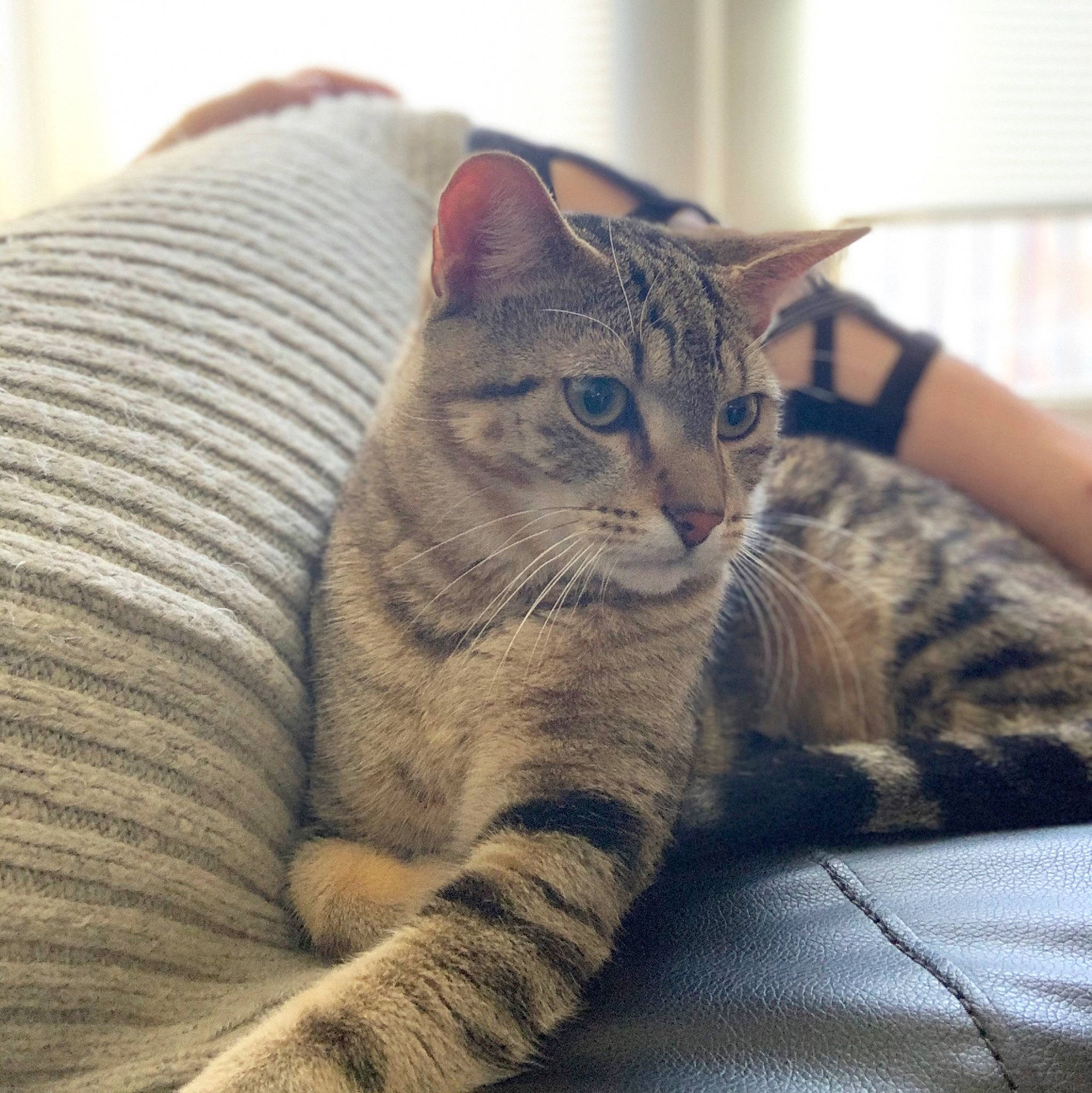 Oliver joined the competition — help win amazing prizes! american_shorthair, asian, australian_mist, california_spangled, carnivore, cat, domestic_short_haired_cat, dragon_li, egyptian_mau, european_shorthair, felidae, fur, kitten, mammal, ocicat, small_to_medium_sized_cats, tabby_cat, toyger, vertebrate, whiskers