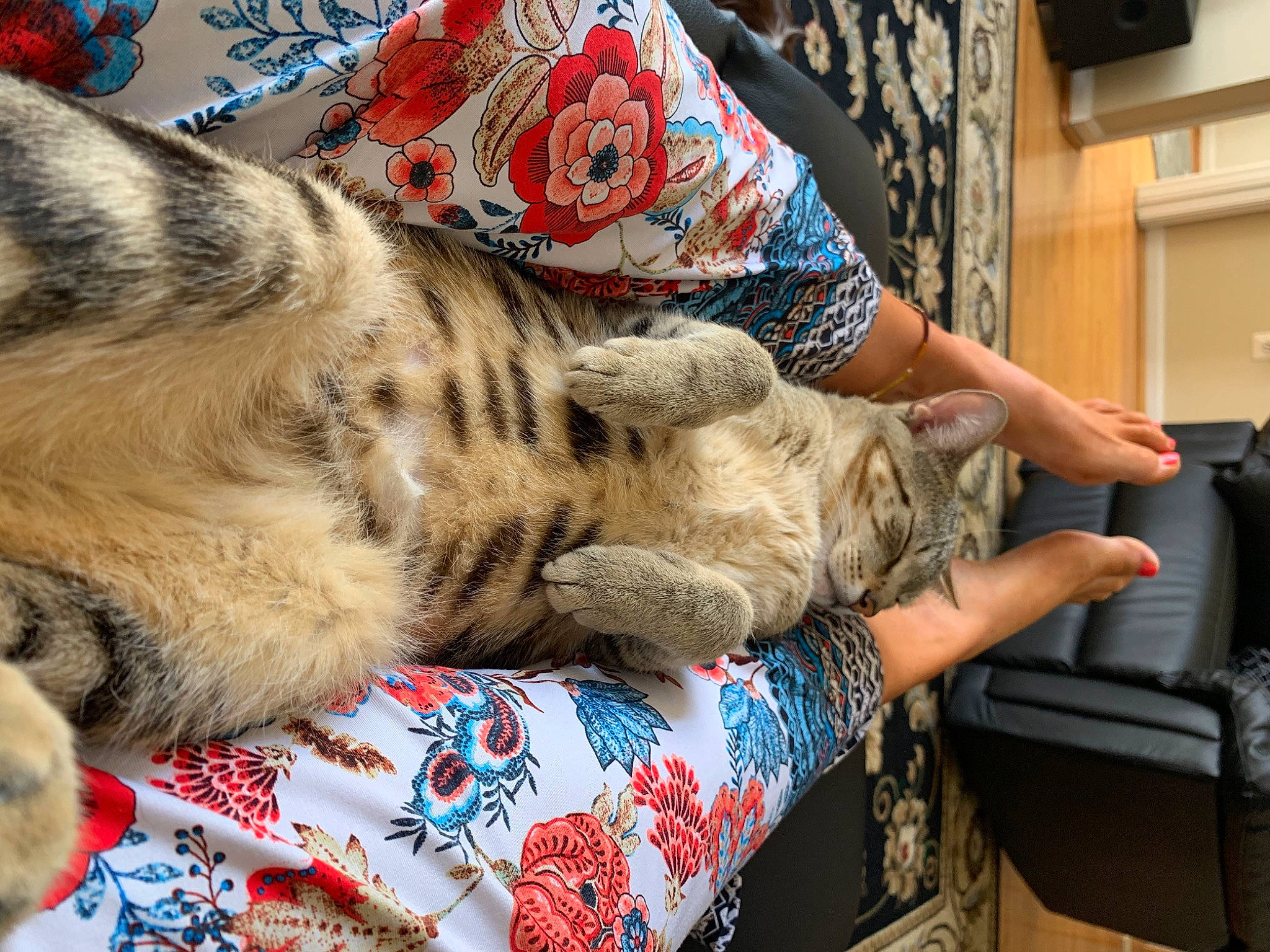 Oliver joined the competition — help win amazing prizes! american_shorthair, asian, carnivore, cat, claw, domestic_short_haired_cat, dragon_li, egyptian_mau, european_shorthair, felidae, fur, kitten, nap, ocicat, paw, pixie_bob, small_to_medium_sized_cats, tabby_cat, textile, whiskers