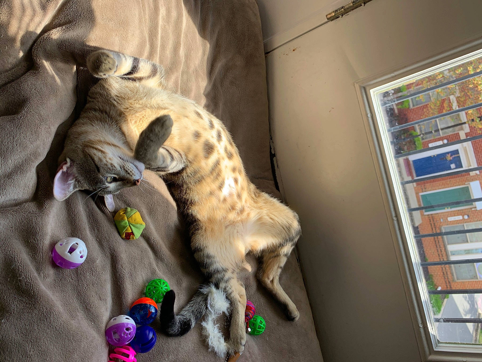 Oliver is registered to the contest to win money with this photo: carnivore, cat, fawn, felidae, organism, whiskers