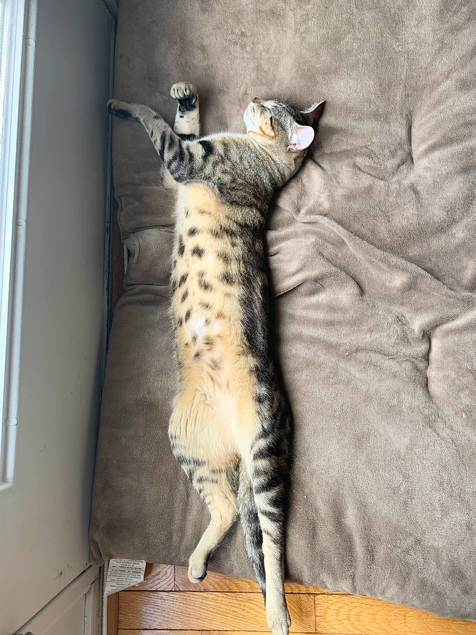 Oliver joined the competition — help win amazing prizes! arabian_mau, bengal, carnivore, cat, claw, domestic_short_haired_cat, dragon_li, egyptian_mau, european_shorthair, felidae, mammal, ocicat, pixie_bob, savannah, small_to_medium_sized_cats, tabby_cat, tail, toyger, vertebrate, whiskers