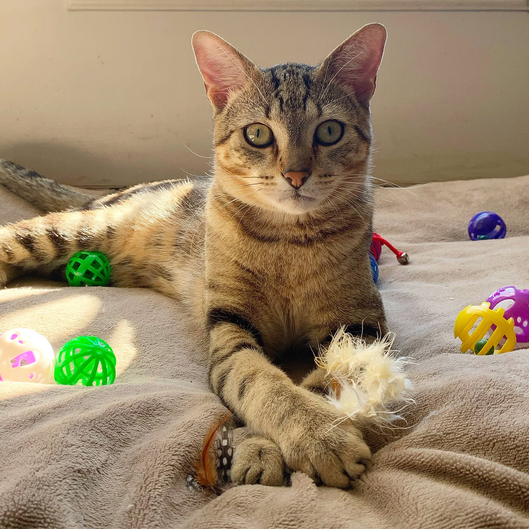 Oliver is registered to the contest to win money with this photo: aegean_cat, american_shorthair, arabian_mau, asian, australian_mist, carnivore, cat, domestic_short_haired_cat, dragon_li, european_shorthair, eye, felidae, kitten, mammal, ocicat, paw, small_to_medium_sized_cats, tabby_cat, vertebrate, whiskers