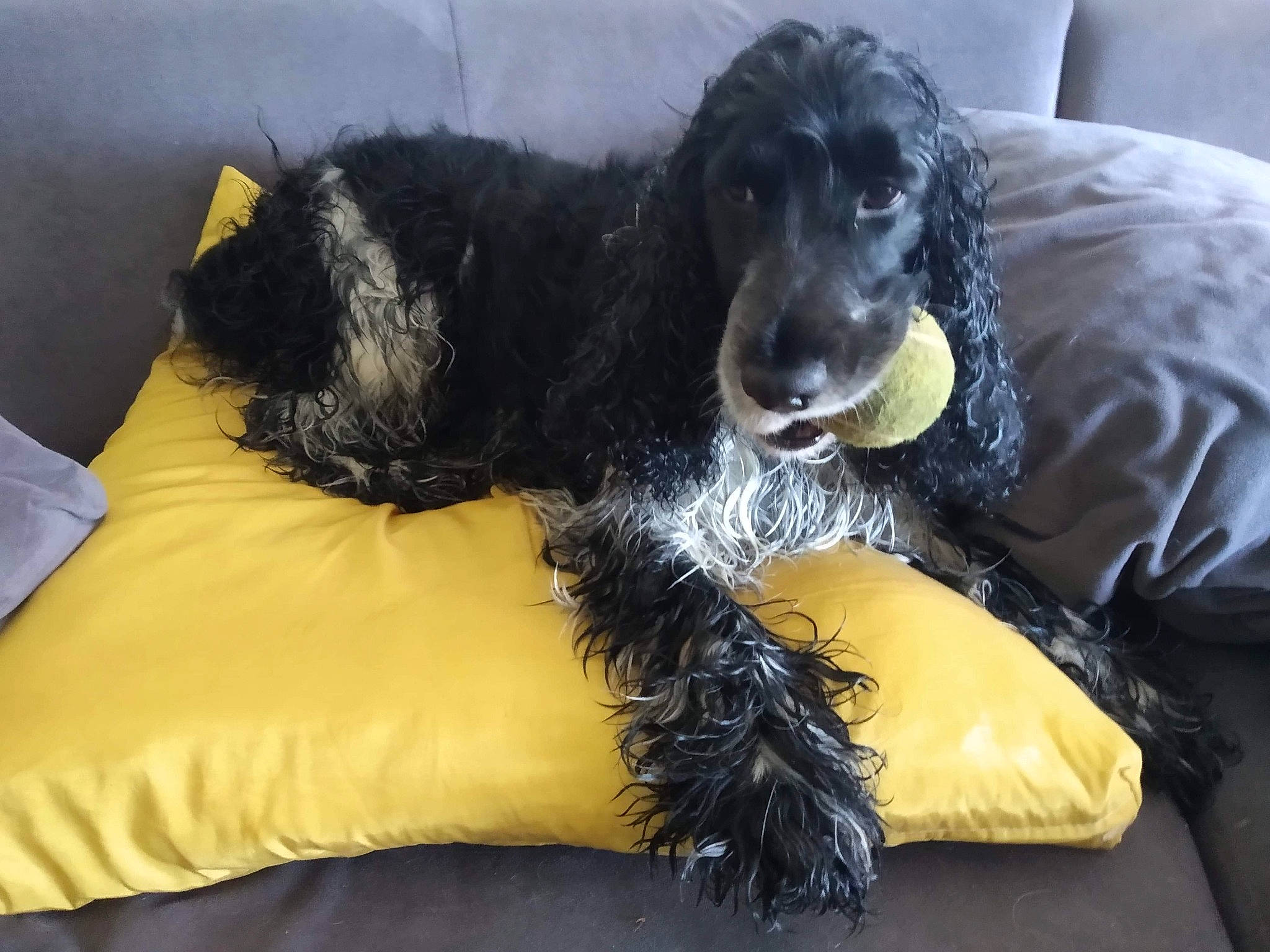 Yoshi a rejoint le concours — aidez-le/la à gagner de superbes lots ! american_cocker_spaniel, canidae, carnivore, cocker_spaniel, companion_dog, dog, dog_breed, english_cocker_spaniel, field_spaniel, german_spaniel, pillow, rare_breed_dog, russian_spaniel, spaniel, sporting_group