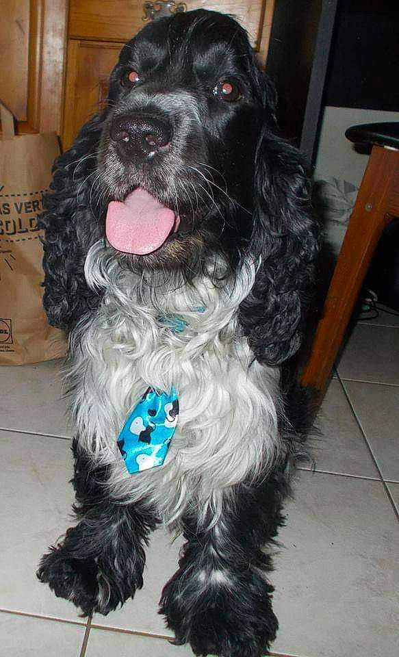 Yoshi participe au concours pour gagner de l'argent avec cette photo : american_cocker_spaniel, canidae, carnivore, cocker_spaniel, companion_dog, dog, dog_breed, english_cocker_spaniel, field_spaniel, mammal, rare_breed_dog, russian_spaniel, snout, spaniel, sporting_group, vertebrate