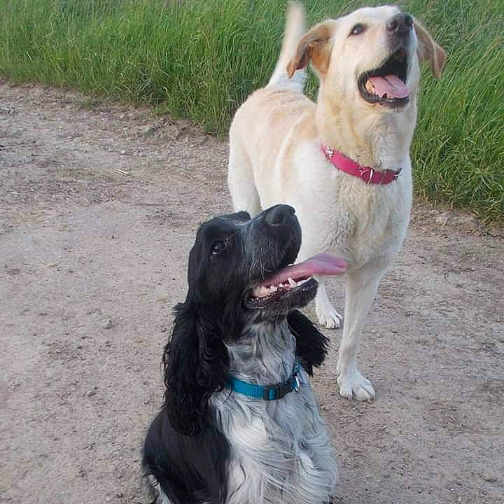 Yoshi a rejoint le concours — aidez-le/la à gagner de superbes lots ! canidae, carnivore, companion_dog, dog, dog_breed, dog_walking, german_spaniel, hunting_dog, mammal, rare_breed_dog, retriever, spaniel, sporting_group, vertebrate