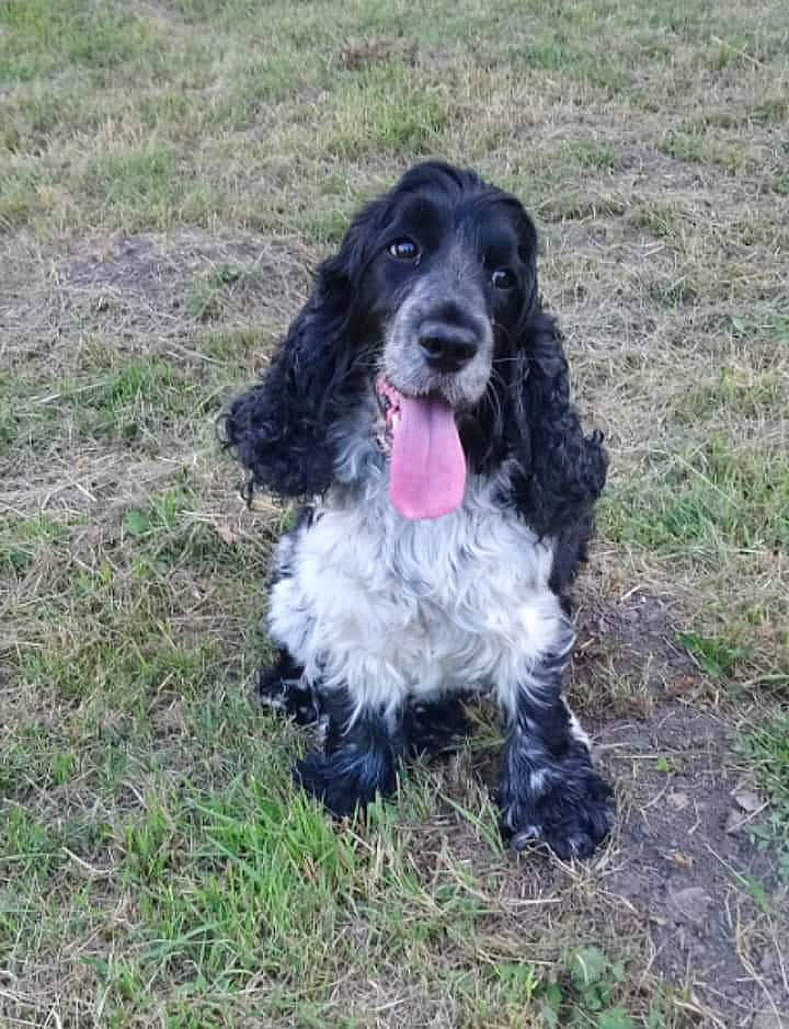 Yoshi participe au concours pour gagner de l'argent avec cette photo : american_cocker_spaniel, blue_picardy_spaniel, canidae, carnivore, cocker_spaniel, companion_dog, dog, dog_breed, english_cocker_spaniel, field_spaniel, french_spaniel, german_spaniel, mammal, picardy_spaniel, pont_audemer_spaniel, rare_breed_dog, russian_spaniel, spaniel, sporting_group, vertebrate