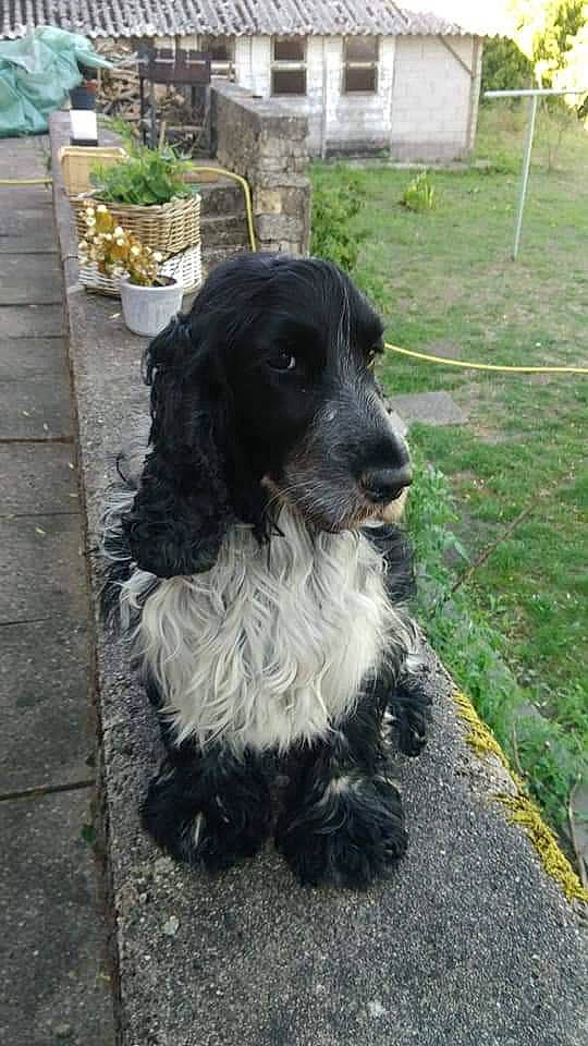 Yoshi participe au concours pour gagner de l'argent avec cette photo : blue_picardy_spaniel, canidae, carnivore, cocker_spaniel, companion_dog, dog, dog_breed, english_cocker_spaniel, french_spaniel, german_spaniel, large_munsterlander, mammal, rare_breed_dog, russian_spaniel, spaniel, sporting_group, vertebrate