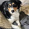 Yuna a rejoint le concours — aidez-le/la à gagner de superbes lots ! dog, tricolor, couch, blanket, pillow, pet, canine, fur, laying, indoors, cozy, relaxed, cute, animal, mammal, companion, crossed_paws, looking_at_camera, soft_lighting, home