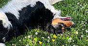 Yuna a rejoint le concours — aidez-le/la à gagner de superbes lots ! animal, black_and_white, canine, daylight, dog, flowers, fur, grass, greenery, happy, meadow, nature, outdoor, pet, playful, relaxing, rolling, spring, sunlight, wildflowers