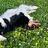 Yuna a rejoint le concours — aidez-le/la à gagner de superbes lots ! dog, grass, flowers, outdoor, nature, greenery, animal, pet, black_and_white, playful, sunlight, meadow, spring, relaxing, happy, canine, fur, rolling, wildflowers, daylight