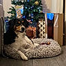 dog, bed, fluffy, christmas_tree, presents, holiday, decorations, living_room, floor, relaxed, pet, cozy, indoor, wood_floor, gift_boxes, lights, animal, black_and_white, brown, resting