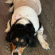 Yuna a rejoint le concours — aidez-le/la à gagner de superbes lots ! animal, black_fur, brown_fur, cozy, cute, dog, domestic_animal, flooring, fur, indoor, jacket, looking_up, lying_down, mammal, pet, portrait, resting, warm_lighting, white_fur, wooden_floor