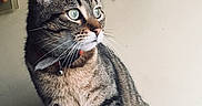 Maurice a rejoint le concours — aidez-le/la à gagner de superbes lots ! cat, tabby, green_eyes, collar, household_items, tape, tissue_box, curious, pet, feline, indoor, whiskers, striped, domestic_animal, looking_away, close_up, sitting, side_view, animal, portrait