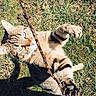 Maurice participe au concours pour gagner de l'argent avec cette photo : cat, tabby, playful, grass, outdoor, stick, paws, sunlight, animal, pet, nature, mammal, feline, whiskers, claws, greenery, shadow, closeup, active, daylight