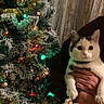 Yahiko a rejoint le concours — aidez-le/la à gagner de superbes lots ! cat, christmas_tree, holiday, decorations, ornaments, lights, indoor, person, hand, curtain, festive, animal, feline, pet, warm_lighting, celebration, tree, greenery, cozy, winter