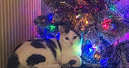 Yahiko a rejoint le concours — aidez-le/la à gagner de superbes lots ! cat, christmas_tree, decorations, lights, ornaments, festive, holiday, indoor, black_and_white_cat, feline, relaxed, seated, colorful_lights, tree_lights, pine_tree, home_decor, soft_lighting, night, cozy, celebration