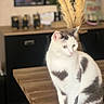 Yahiko participe au concours pour gagner de l'argent avec cette photo : cat, white_cat, gray_patches, heart_shape, wooden_table, indoor, blurred_background, plant, dried_plant, pet, animal, feline, sitting, looking_away, cozy, domestic, fur, whiskers, ears, table