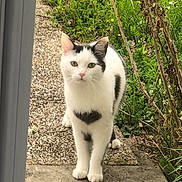 Yahiko a rejoint le concours — aidez-le/la à gagner de superbes lots ! cat, black_and_white, animal, outdoor, garden, greenery, pathway, curious, pet, feline, nature, plants, daylight, alert, walking, concrete, whiskers, ears, grass, mammal