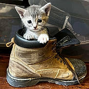 Baby Nugget is registered to the contest to win money with this photo: animal, boot, brown_boot, cat, curious, cute, domestic_animal, feline, floor, gray_cat, indoor, kitten, leather_boot, paw, pet, small, storage_bins, white_paws, wooden_floor, young