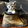 animal, boot, brown_boot, cat, curious, cute, domestic_animal, feline, floor, gray_cat, indoor, kitten, leather_boot, paw, pet, small, storage_bins, white_paws, wooden_floor, young