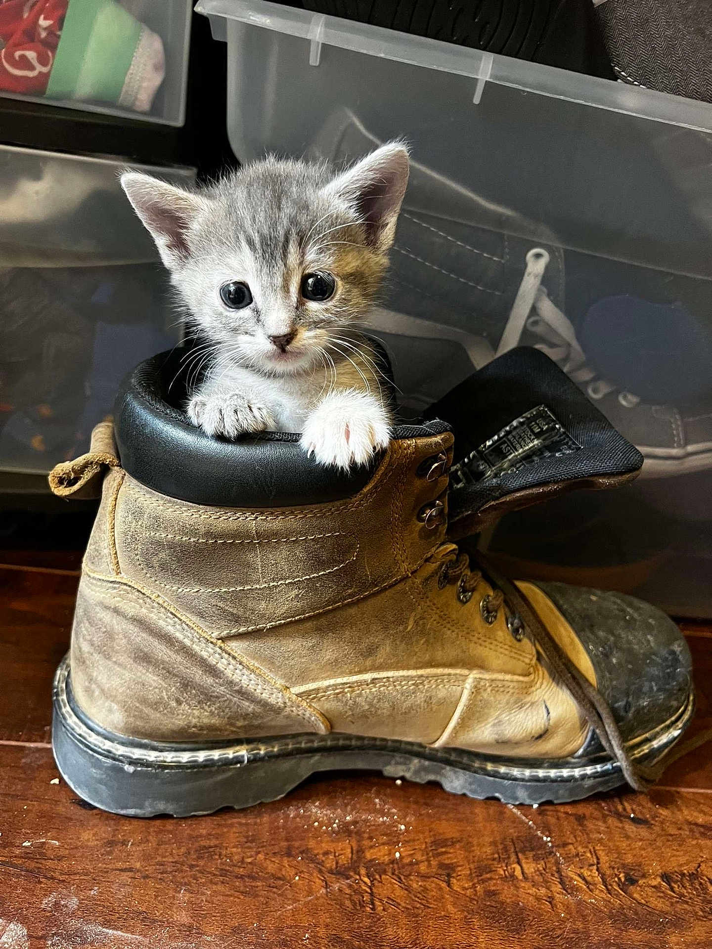 Baby Nugget is registered to the contest to win money with this photo: animal, boot, brown_boot, cat, curious, cute, domestic_animal, feline, floor, gray_cat, indoor, kitten, leather_boot, paw, pet, small, storage_bins, white_paws, wooden_floor, young