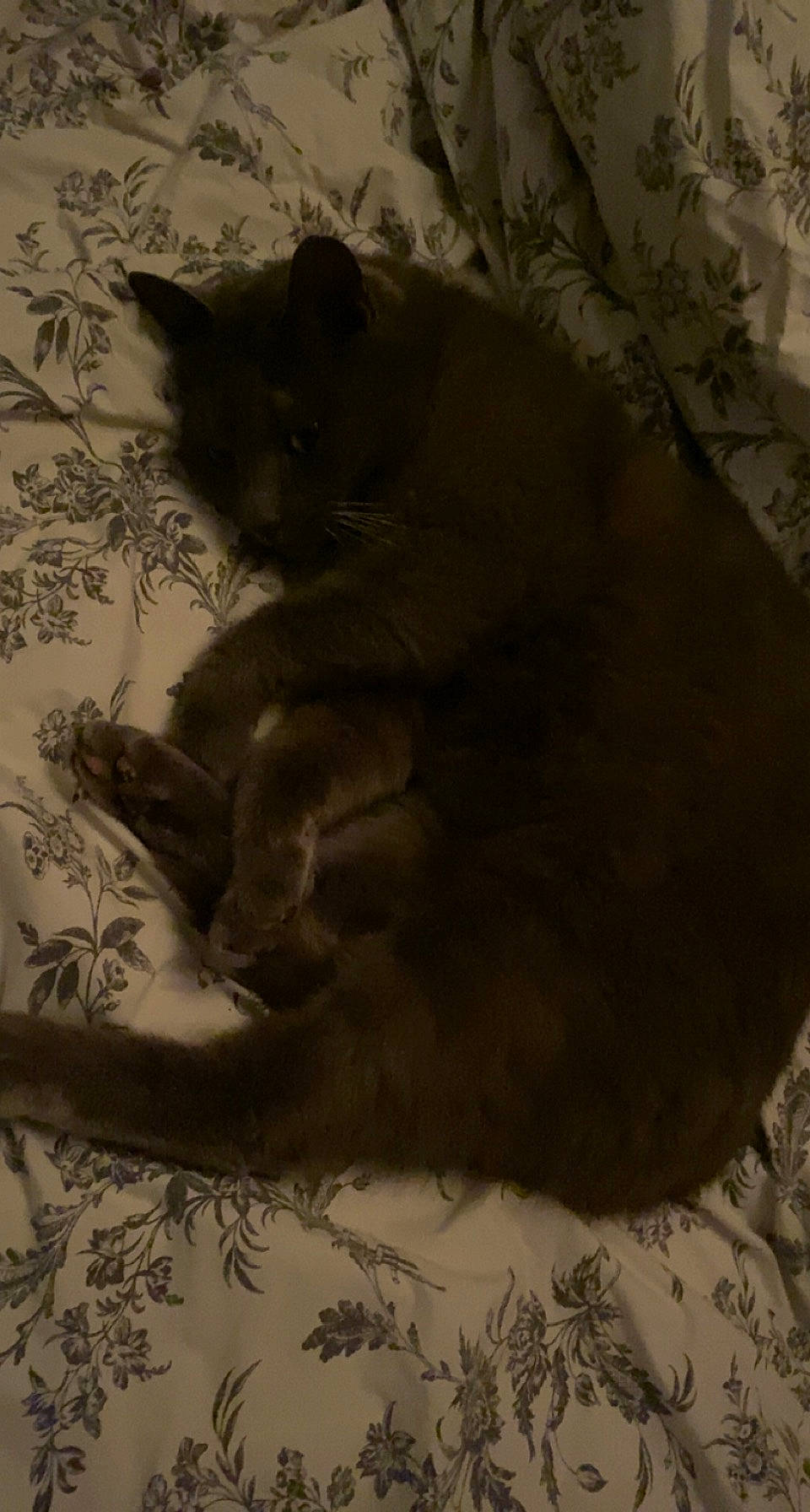 One Shot a rejoint le concours — aidez-le/la à gagner de superbes lots ! black_cat, carnivore, cat, comfort, darkness, domestic_short_haired_cat, fawn, felidae, fur, grey, monochrome_photography, paw, shadow, small_to_medium_sized_cats, snout, tail, tints_and_shades, whiskers, window, wood