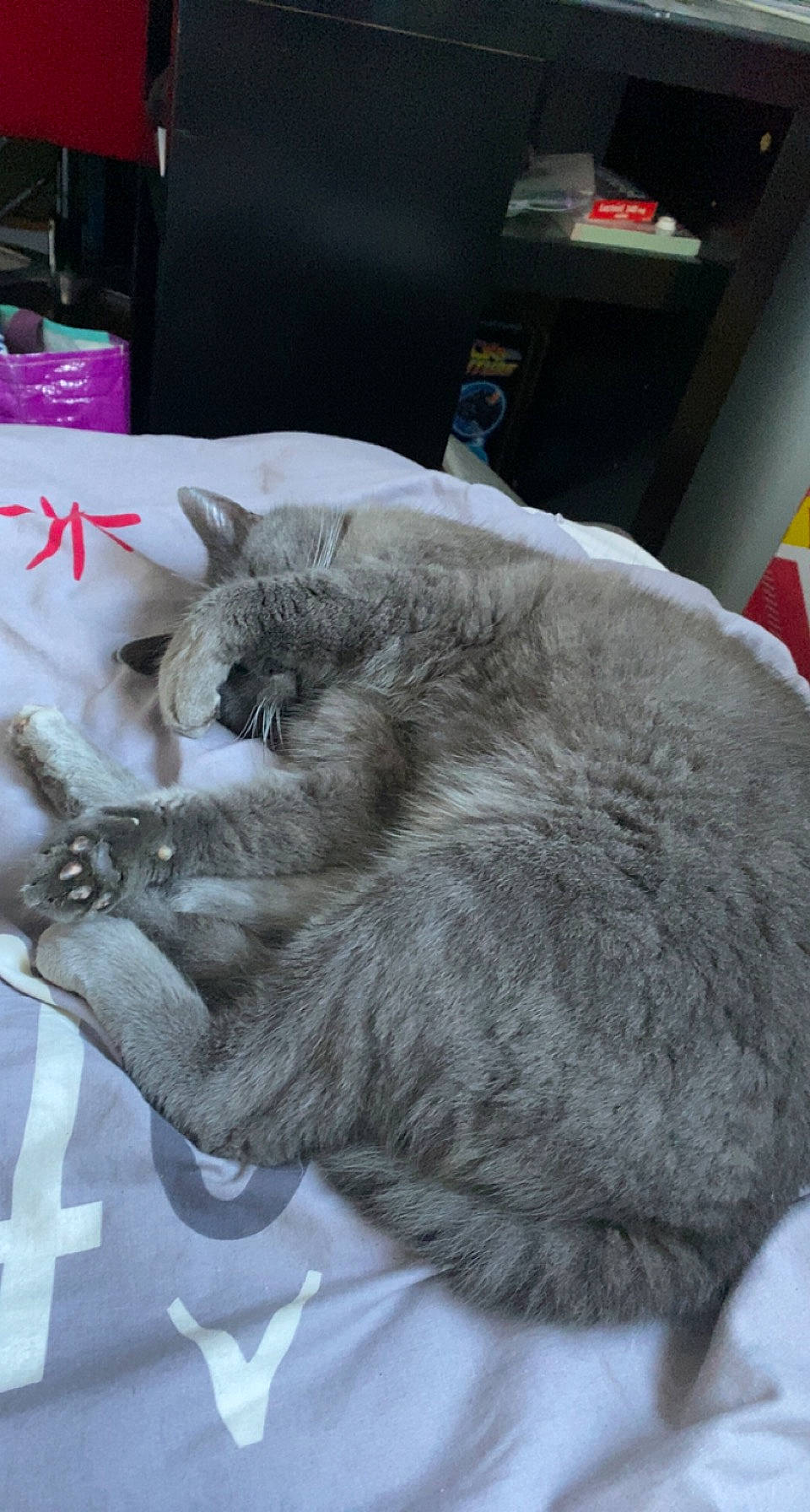 One Shot a rejoint le concours — aidez-le/la à gagner de superbes lots ! carnivore, cat, chartreux, claw, comfort, domestic_short_haired_cat, felidae, fur, grey, nap, paw, small_to_medium_sized_cats, tail, whiskers