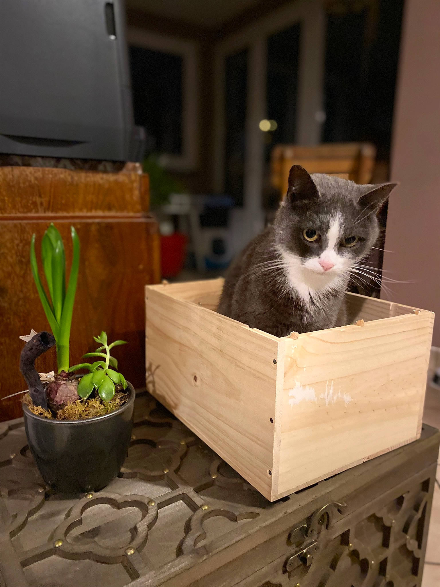 Minos a rejoint le concours — aidez-le/la à gagner de superbes lots ! basket, box, carnivore, cat, domestic_short_haired_cat, felidae, flooring, flowerpot, fur, grass, hardwood, houseplant, plant, room, small_to_medium_sized_cats, tail, terrestrial_plant, whiskers, wood, wood_stain