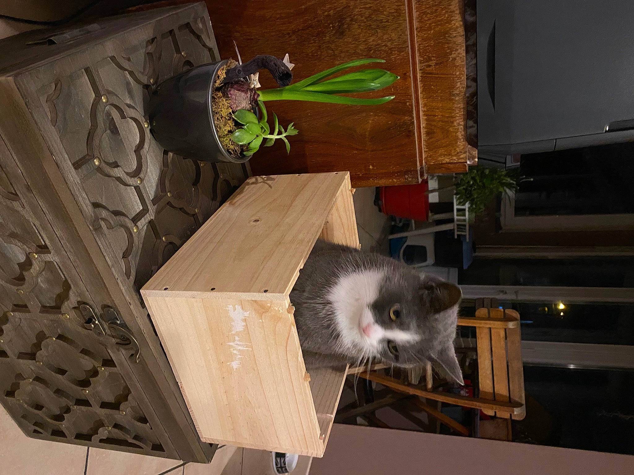 Minos a rejoint le concours — aidez-le/la à gagner de superbes lots ! carnivore, fawn, fur, hardwood, mustelidae, natural_material, plant, red_panda, room, tail, terrestrial_animal, tree, whiskers, window, wood