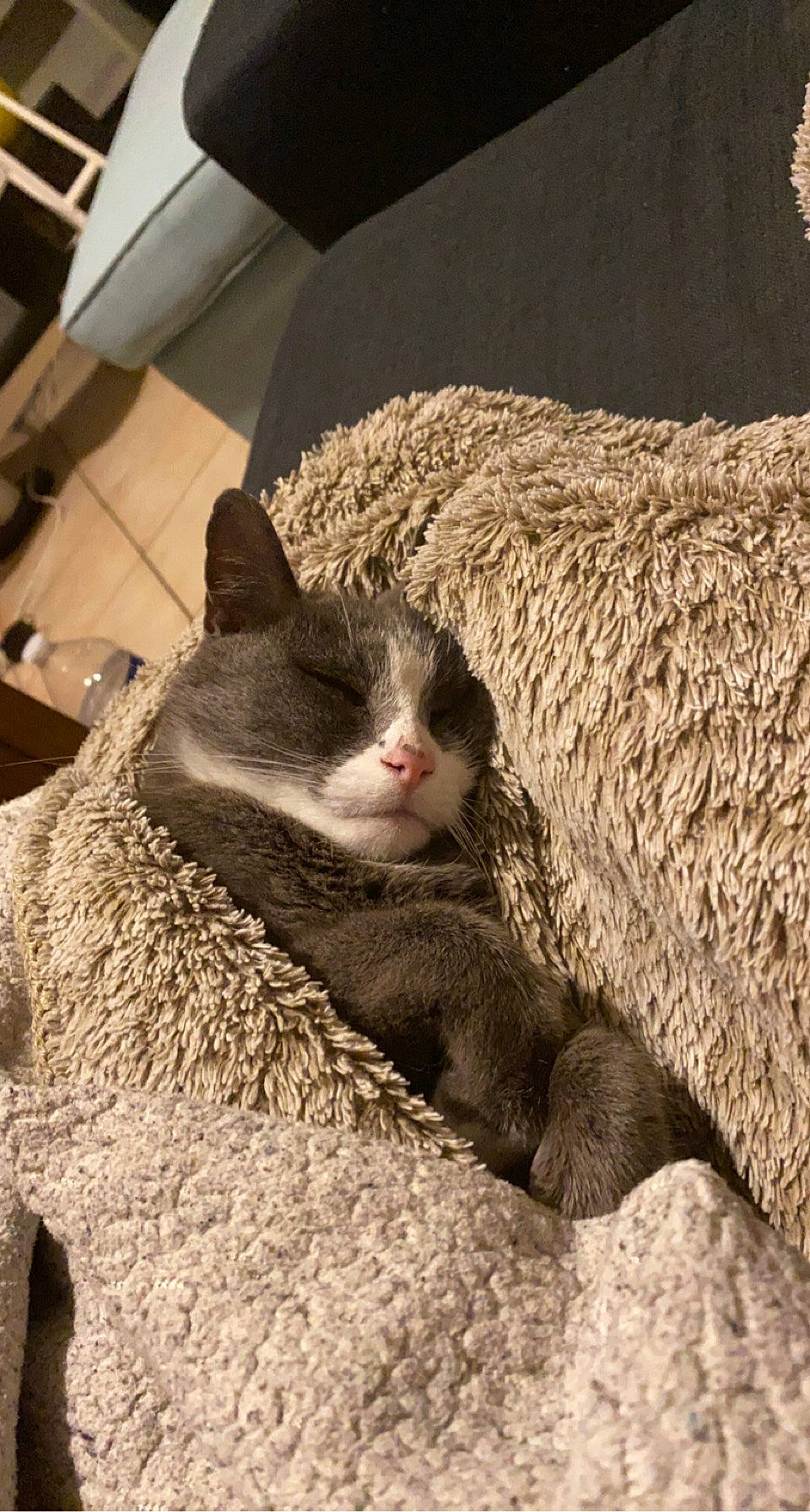 Minos a rejoint le concours — aidez-le/la à gagner de superbes lots ! blanket, carnivore, cat, comfort, domestic_short_haired_cat, fawn, felidae, flooring, fur, grey, linens, paw, small_to_medium_sized_cats, snout, tail, terrestrial_animal, whiskers, wood, wool