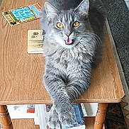 N S joined the competition — help win amazing prizes! cat, gray_cat, fluffy_cat, table, wooden_table, crossed_paws, indoor, carpet, newspaper, scratch_card, cozy, pet, animal, feline, domestic_cat, relaxed, looking_up, yellow_eyes, fur, home