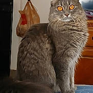 Ns. is registered to the contest to win money with this photo: alert, amber_eyes, cat, close_up, domestic_animal, door, feline, fluffy, fur, furniture, gray_cat, household, indoor, patterned_surface, pet, plastic_bag, sitting, tail, whiskers, wood