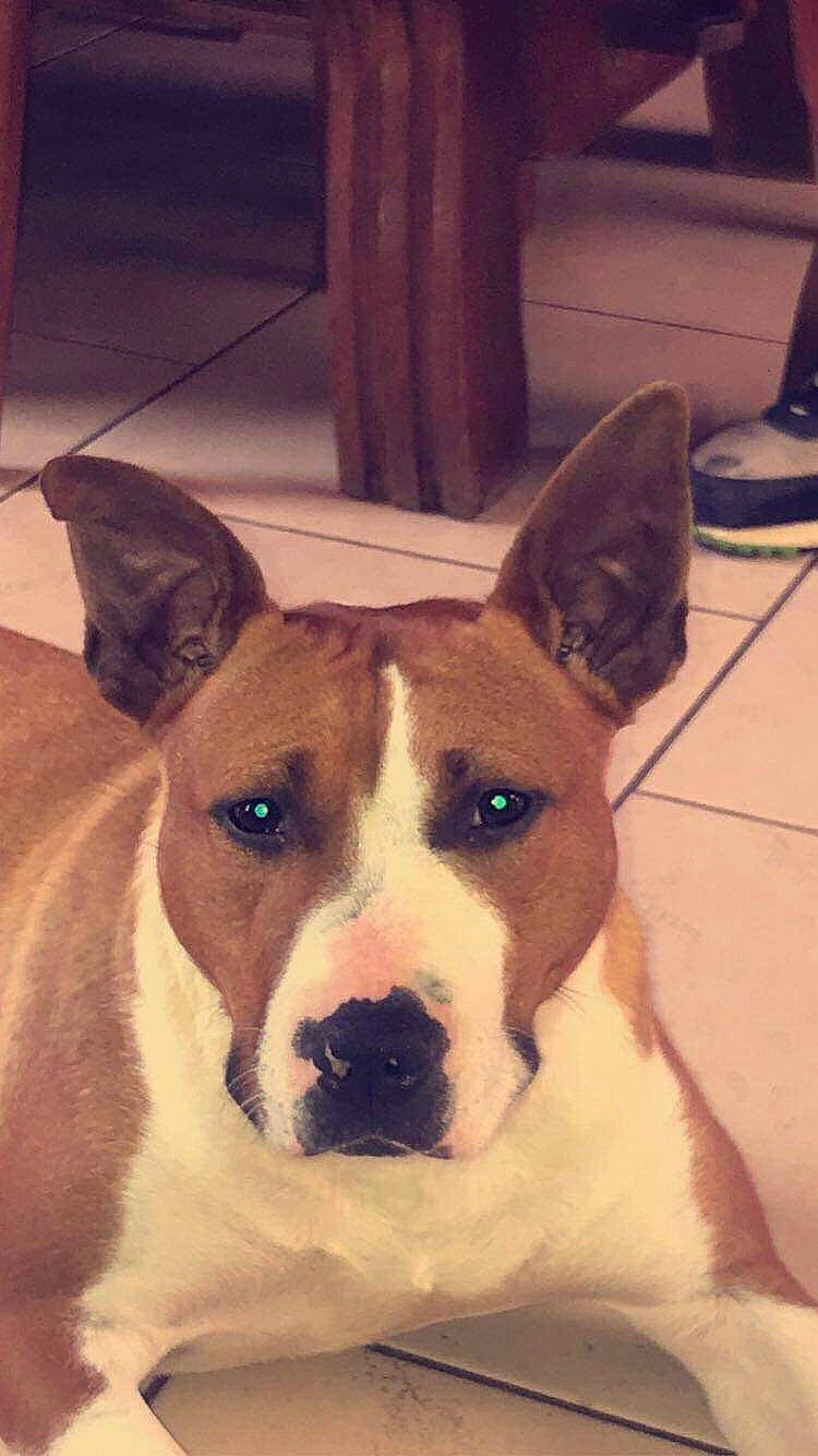 Akita a rejoint le concours — aidez-le/la à gagner de superbes lots ! art, canidae, carnivore, collar, comfort, companion_dog, dog, dog_breed, dog_collar, ear, eye, fawn, old_english_terrier, snout, sporting_group, terrestrial_animal, whiskers, window, wood, working_animal