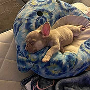 Ace joined the competition — help win amazing prizes! puppy, dog, sleeping, plush, bed, shark, blue, tie_dye, indoor, carpet, drawer, blanket, resting, cute, small, pet, cozy, furniture, soft, ears