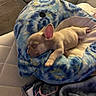 puppy, dog, sleeping, plush, bed, shark, blue, tie_dye, indoor, carpet, drawer, blanket, resting, cute, small, pet, cozy, furniture, soft, ears
