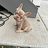 Ace joined the competition — help win amazing prizes! french_bulldog, puppy, dog, outdoor, concrete, grass, ear, small_dog, pet, cute, animal, sitting, young, adorable, canine, portrait, ears_up, looking_up, sidewalk, gray_wood
