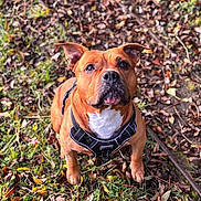 Tank participe au concours pour gagner de l'argent avec cette photo : dog, brown_dog, outdoor, leaves, grass, harness, pet, animal, nature, fall, autumn, canine, looking_up, ears_up, alert, sitting, close_up, ground, daylight, cute