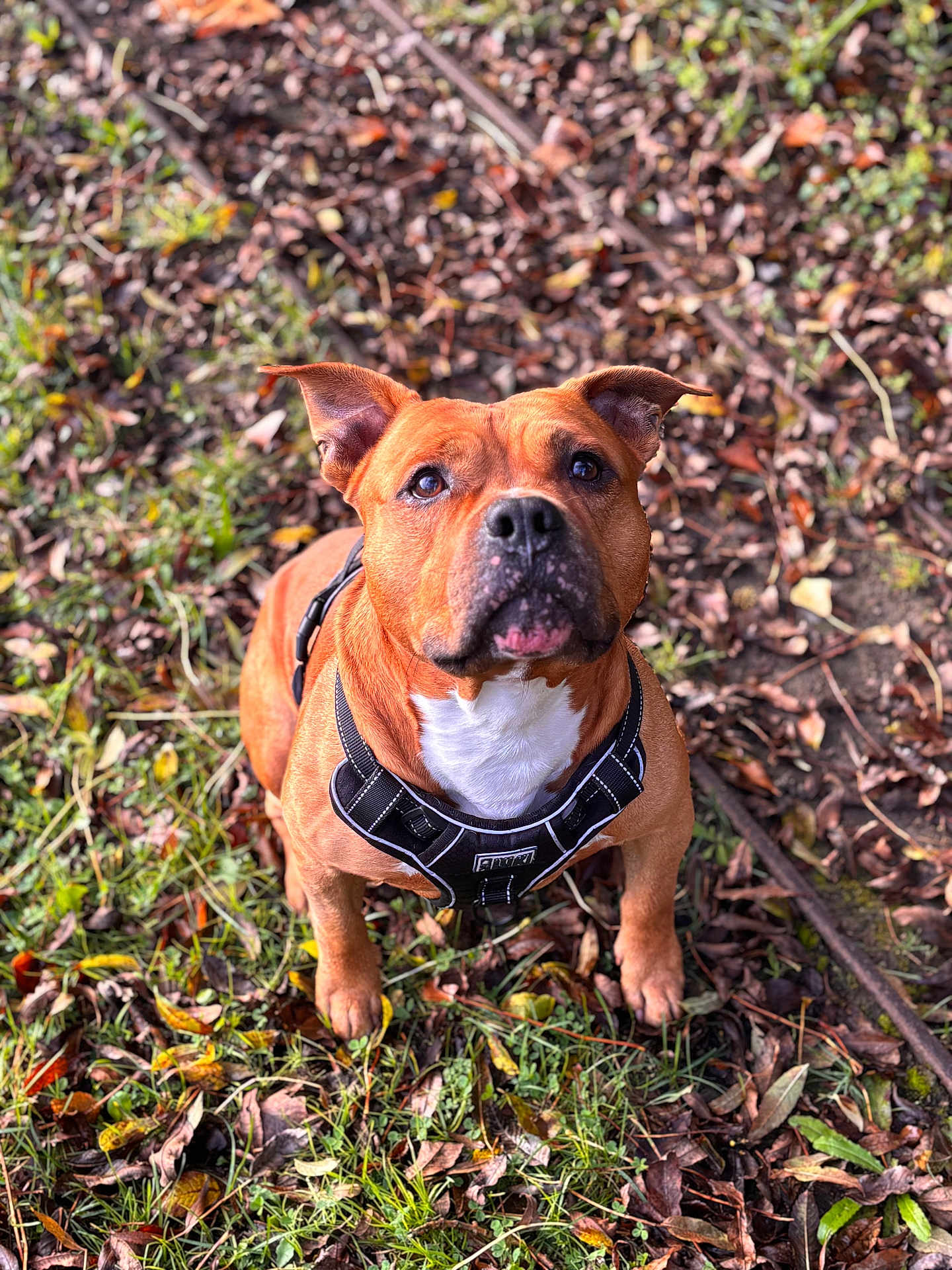 Tank participe au concours pour gagner de l'argent avec cette photo : dog, brown_dog, outdoor, leaves, grass, harness, pet, animal, nature, fall, autumn, canine, looking_up, ears_up, alert, sitting, close_up, ground, daylight, cute