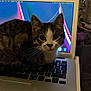 animal, cat, closeup, computer, curious, home, indoor, keyboard, kitten, laptop, looking, night, pet, screen, sitting, tabby, technology, whiskers, window, young_cat