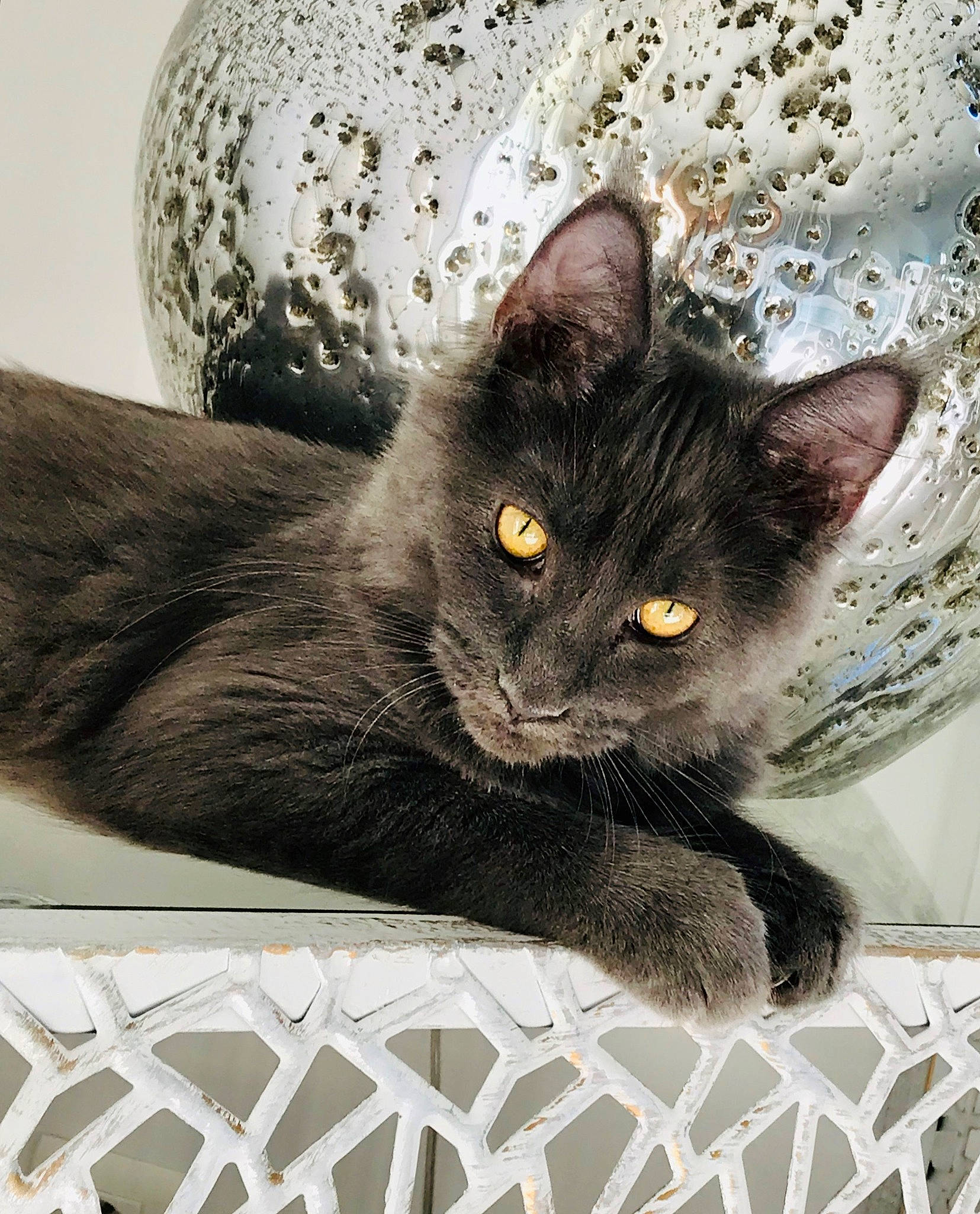 Loona participe au concours pour gagner de l'argent avec cette photo : black_cat, carnivore, cat, cat_supply, comfort, domestic_short_haired_cat, felidae, fur, grey, pattern, paw, rectangle, small_to_medium_sized_cats, snout, tail, terrestrial_animal, whiskers