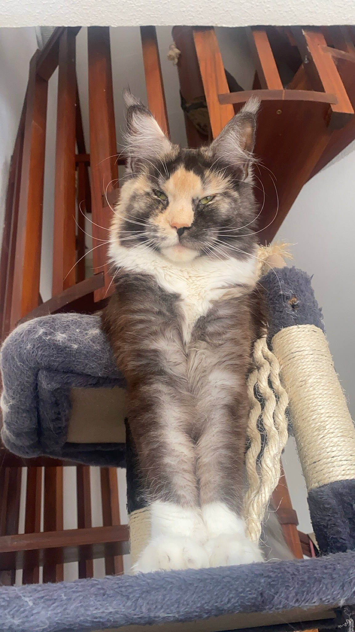 Thelma a rejoint le concours — aidez-le/la à gagner de superbes lots ! carnivore, cat, claw, domestic_short_haired_cat, door, fawn, felidae, fur, paw, small_to_medium_sized_cats, snout, tail, terrestrial_animal, tree, whiskers, window, wood