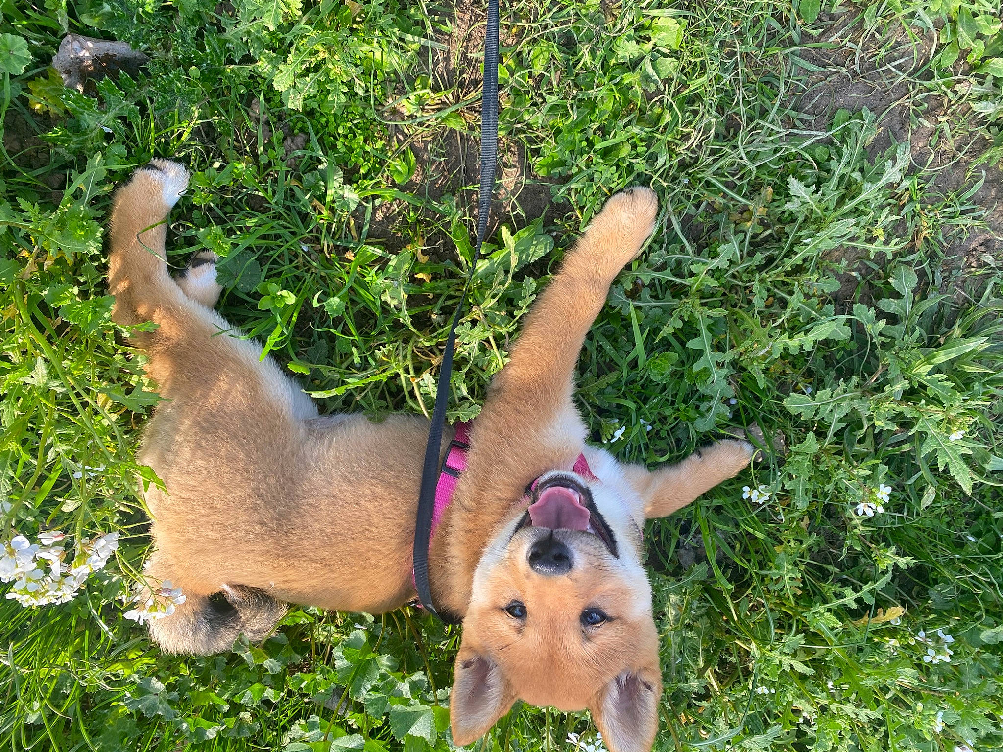 Yuta a rejoint le concours — aidez-le/la à gagner de superbes lots ! canidae, carnivore, collar, companion_dog, dog, dog_breed, dog_supply, fawn, grass, grass_family, groundcover, people_in_nature, plant, shrub, snout, sporting_group, tail, wildlife, working_animal, working_dog