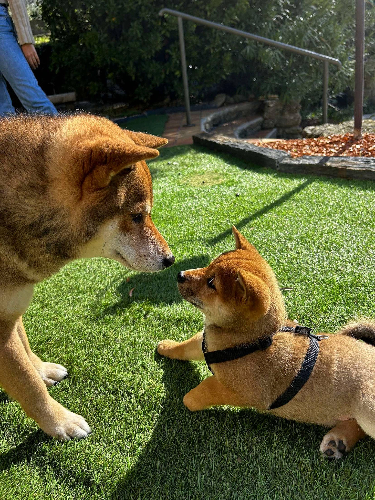 Yuta a rejoint le concours — aidez-le/la à gagner de superbes lots ! canidae, carnivore, collar, companion_dog, dog, dog_breed, dog_supply, fawn, fur, german_spitz_mittel, grass, lawn, leash, plant, snout, spitz, sporting_group, tail, toy_dog, tree