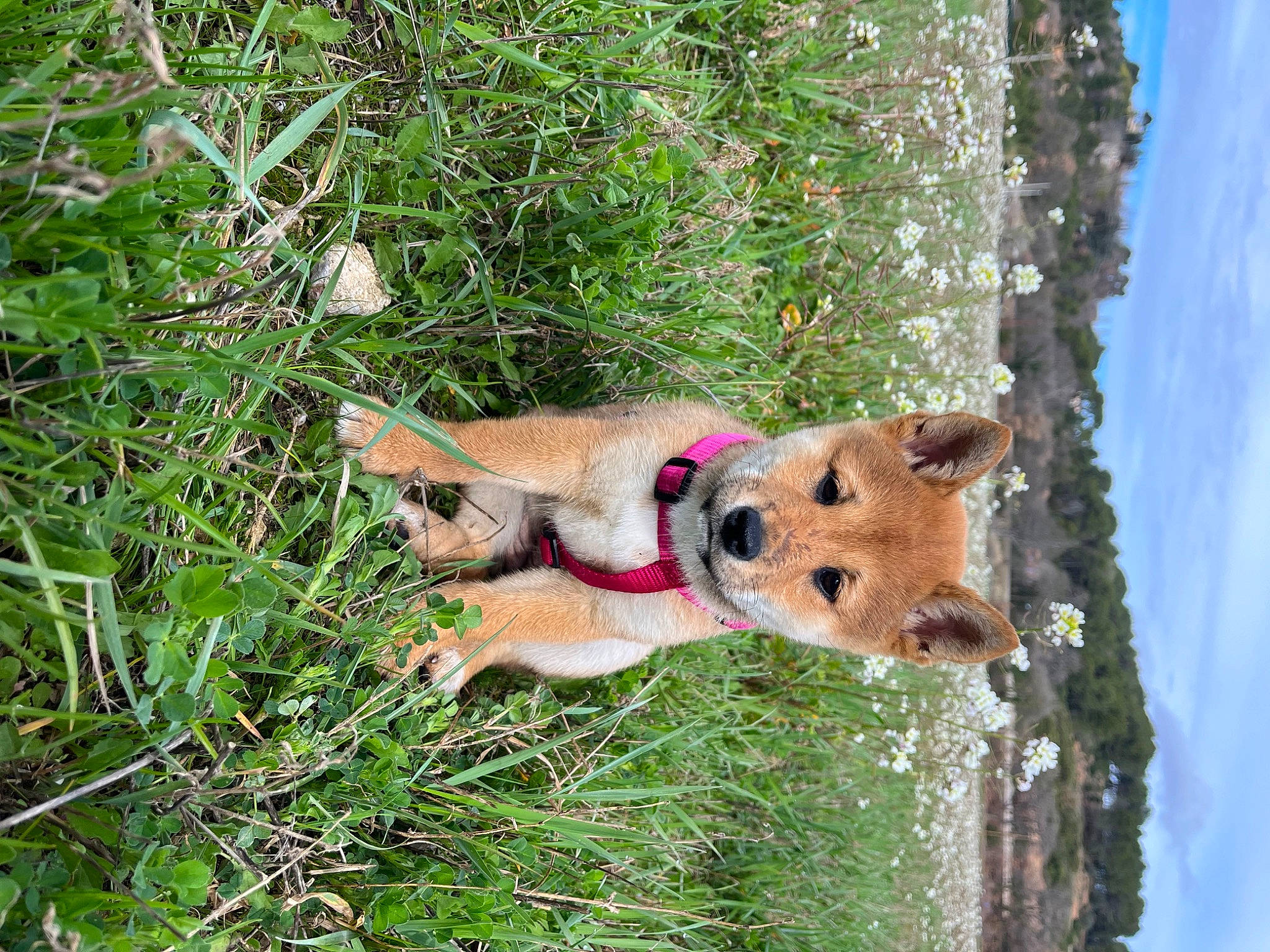 Yuta a rejoint le concours — aidez-le/la à gagner de superbes lots ! carnivore, cloud, collar, companion_dog, dog, dog_breed, dog_clothes, dog_supply, fawn, grass, groundcover, plant, sky, spitz, sporting_group, tail, terrestrial_animal, toy, tree, water