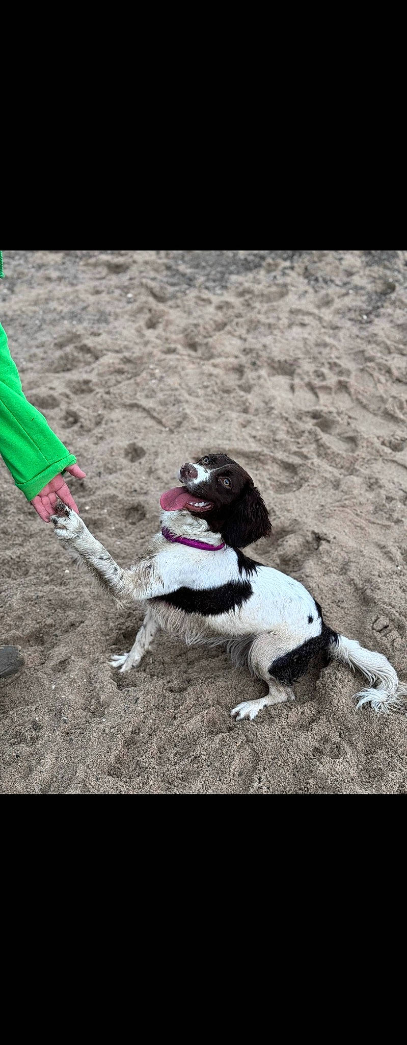 Tess is registered to the contest to win money with this photo: carmine, carnivore, collar, companion_dog, dog, dog_breed, dog_collar, dog_supply, eyewear, fashion_accessory, fawn, fur, grass, leash, magenta, paw, plant, snout, soil, tail