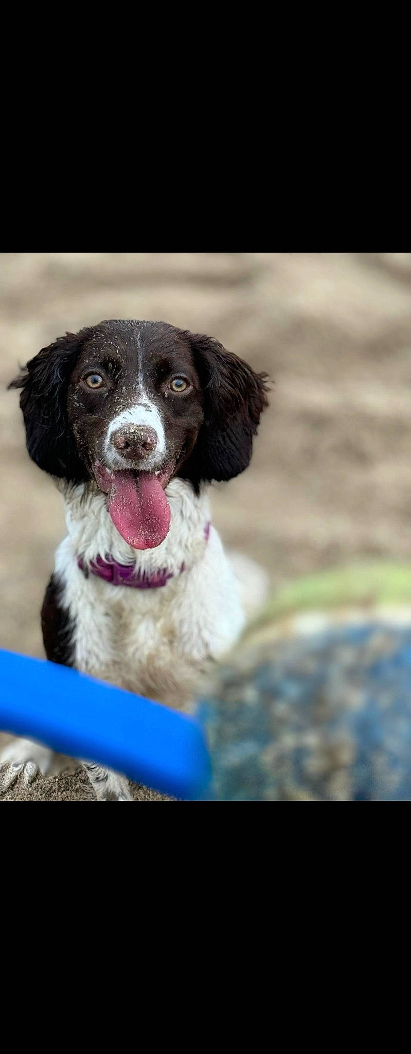 Tess is registered to the contest to win money with this photo: canidae, carnivore, companion_dog, dog, dog_breed, fur, gun_dog, snout, sporting_group, terrestrial_animal, working_dog