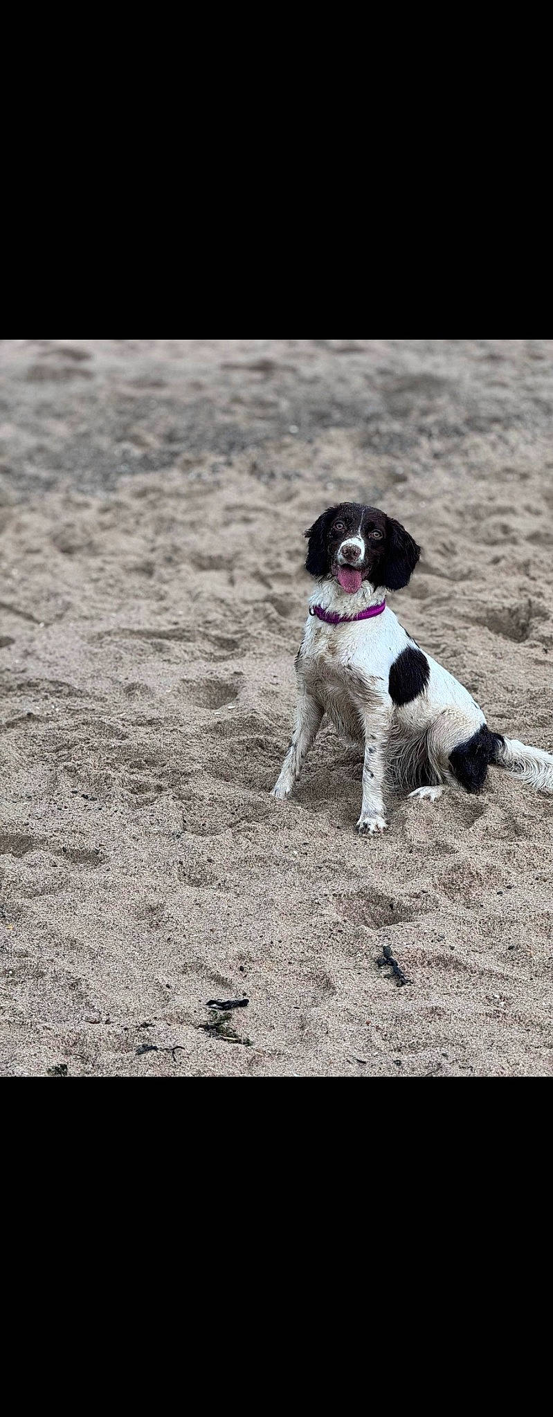 Tess is registered to the contest to win money with this photo: canidae, carnivore, collar, companion_dog, dog, dog_breed, dog_collar, fur, grass, gun_dog, hunting_dog, non_sporting_group, paw, snout, soil, sporting_group, tail, terrestrial_animal, working_animal, working_dog