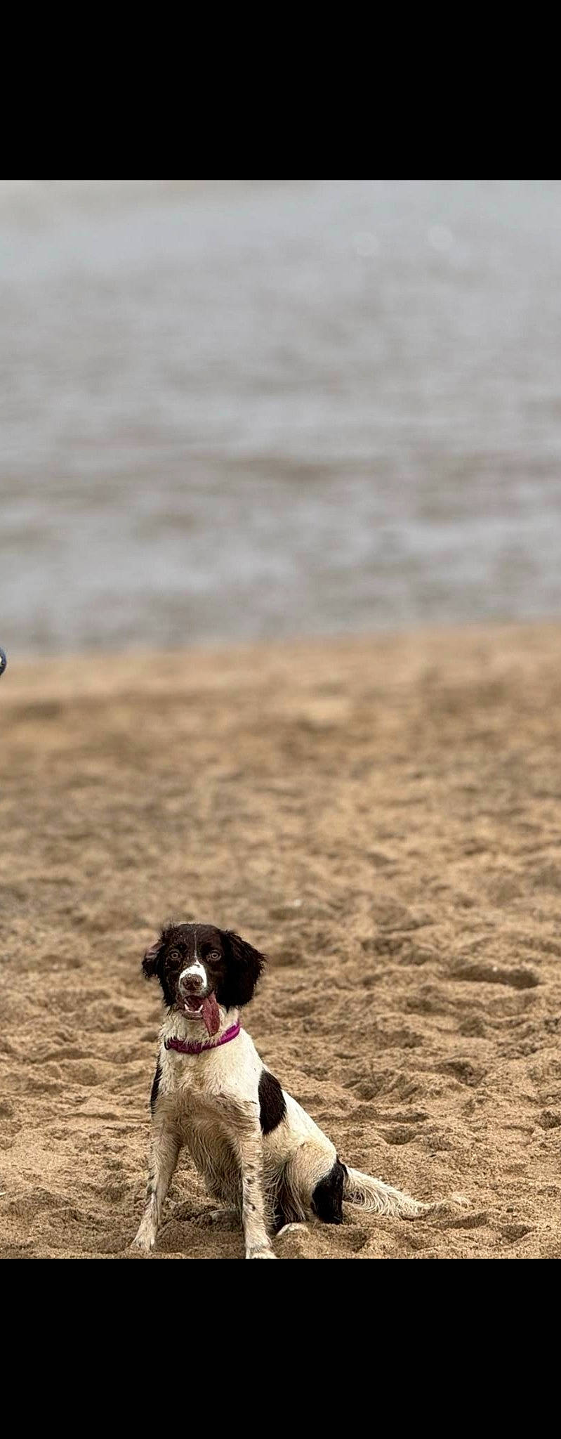 Tess is registered to the contest to win money with this photo: beach, canidae, carnivore, coast, collar, companion_dog, dog, dog_breed, fawn, grass, horizon, landscape, ocean, sand, snout, soil, sporting_group, water, wind_wave, working_animal