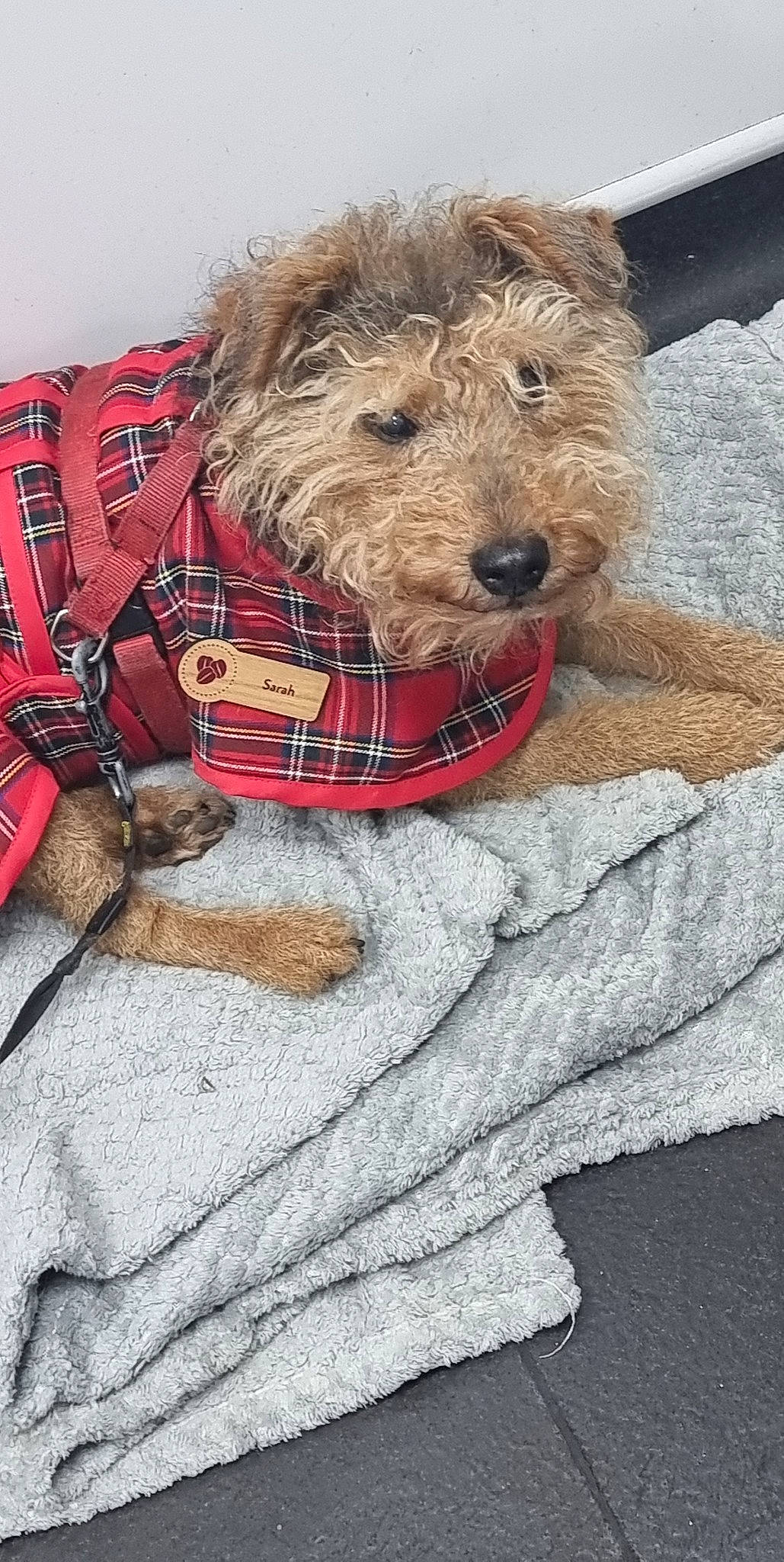 Craggy is registered to the contest to win money with this photo: carnivore, collar, companion_dog, dog, dog_breed, dog_clothes, dog_collar, dog_supply, fur, lakeland_terrier, pattern, pet_supply, plaid, snout, sporting_group, tartan, terrier, toy, water_dog, working_animal
