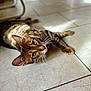 cat, tabby, pet, animal, feline, lying_down, floor, tile, whiskers, ears, eyes, relaxed, indoor, sunlight, shadow, closeup, fur, cute, domestic, mammal