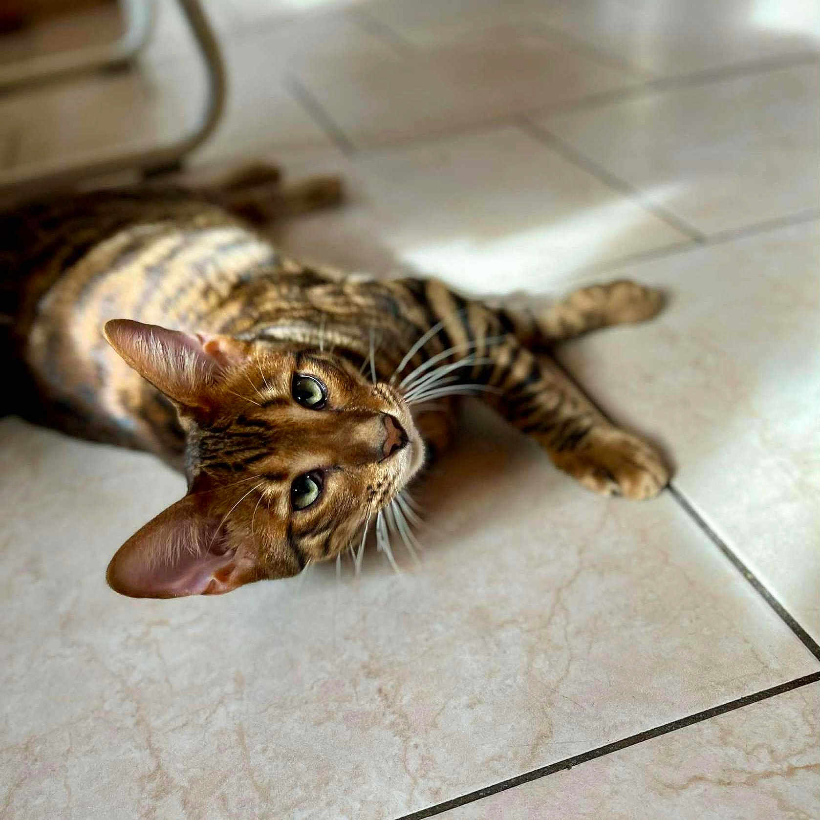 Arthus a rejoint le concours — aidez-le/la à gagner de superbes lots ! animal, cat, closeup, cute, domestic, ears, eyes, feline, floor, fur, indoor, lying_down, mammal, pet, relaxed, shadow, sunlight, tabby, tile, whiskers